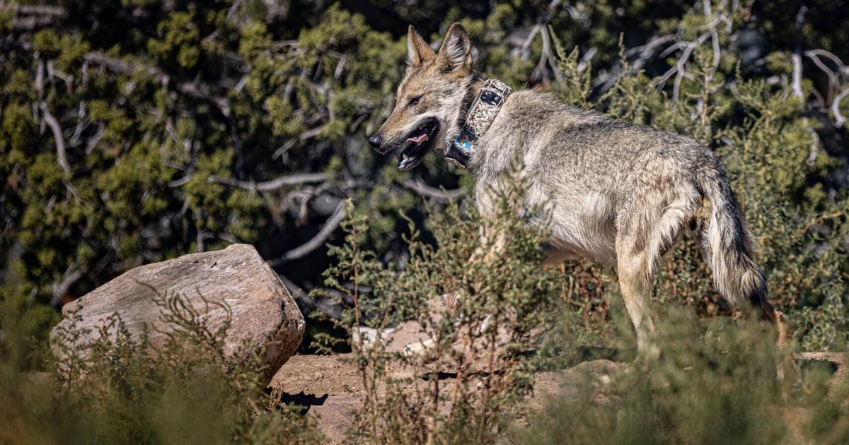 State game commissioner removed after role in wolf media campaign discovered