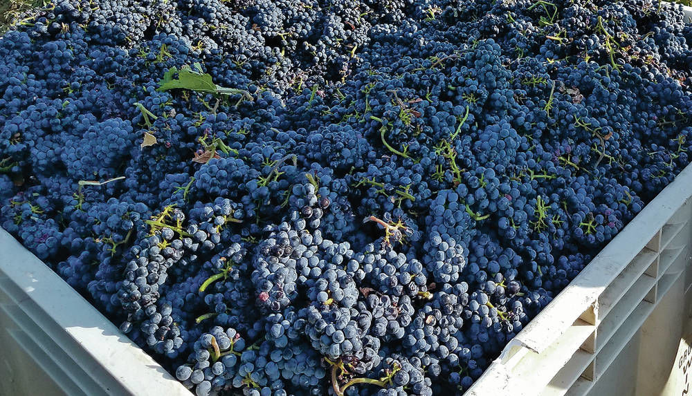 Pueblo harvests latest grape crop for New Mexicobased Gruet Winery Business