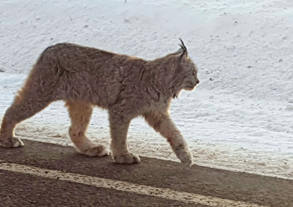 Lynx makes rare appeareance at Colo. ski resort | Local News