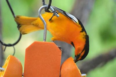 Orange Arrival: Showy orioles have returned to the area, Local News