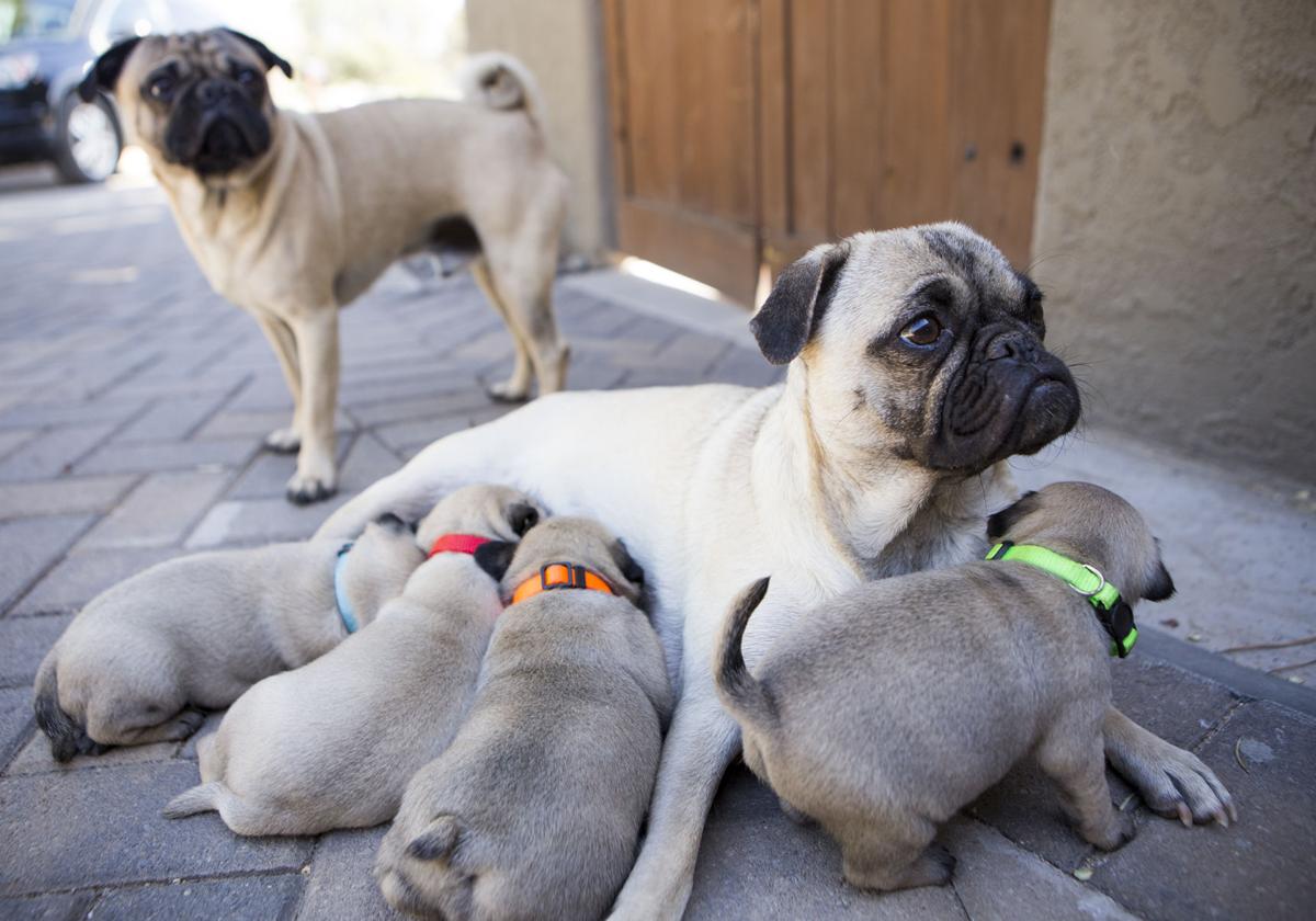 extra large pug teddy