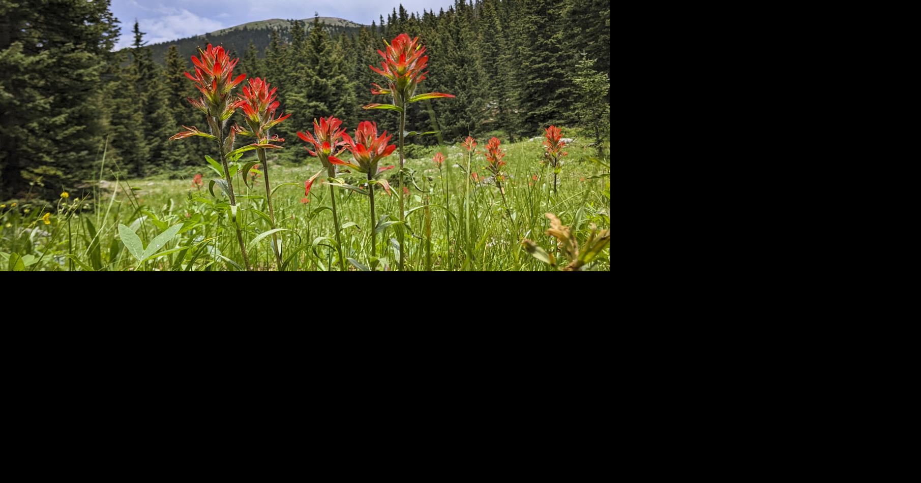Winsor scarlet paintbrush.jpg