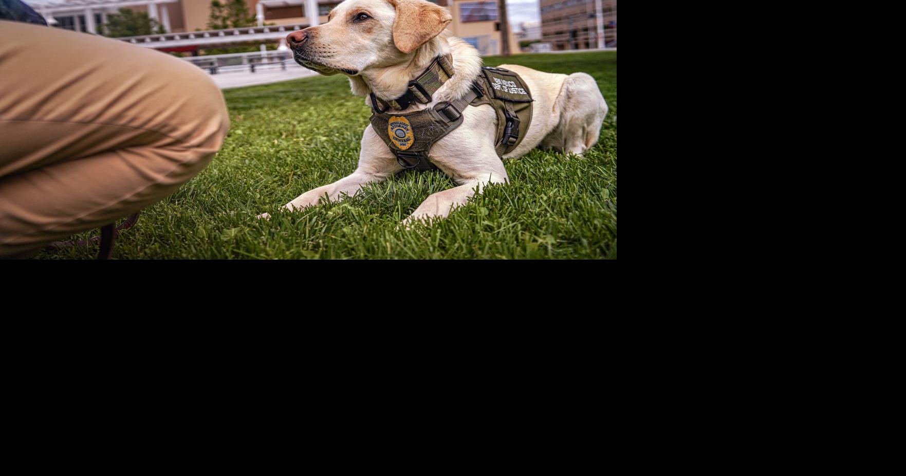 Dogs help New Mexico Department of Justice sniff out crimes against children