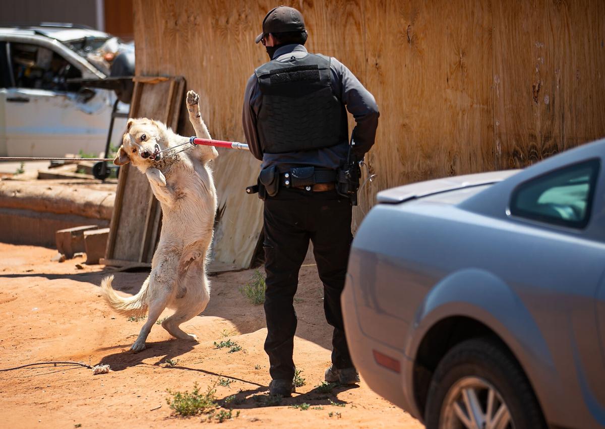 Spotlighting the Arizona Coyotes' canine crew in celebration of  International Dog Day 