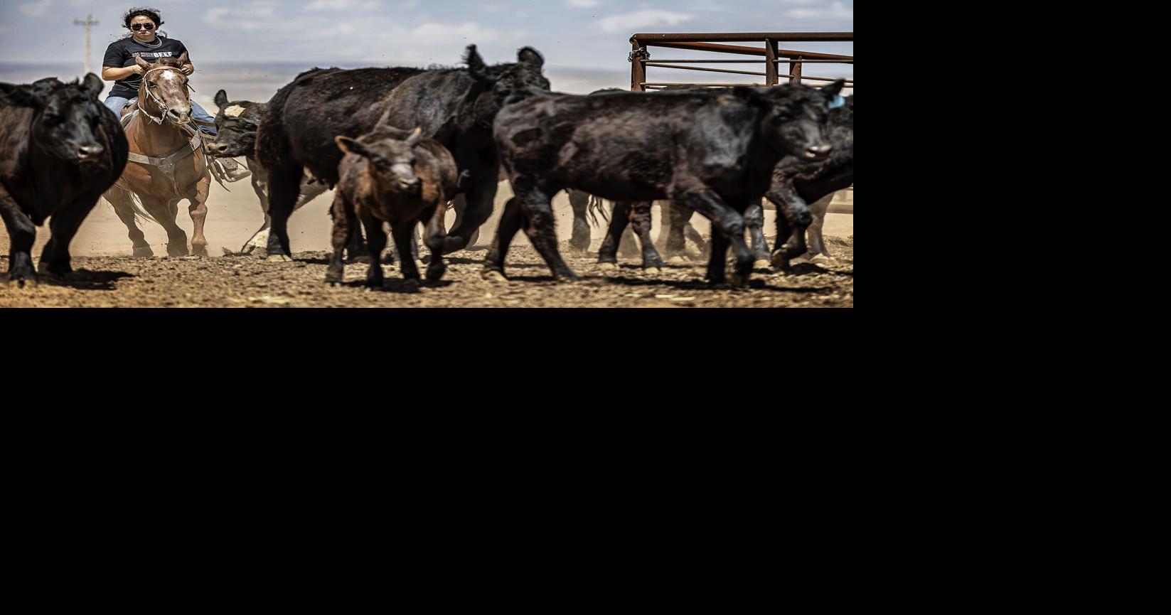 Application deadline extended for veterinary loan repayment program