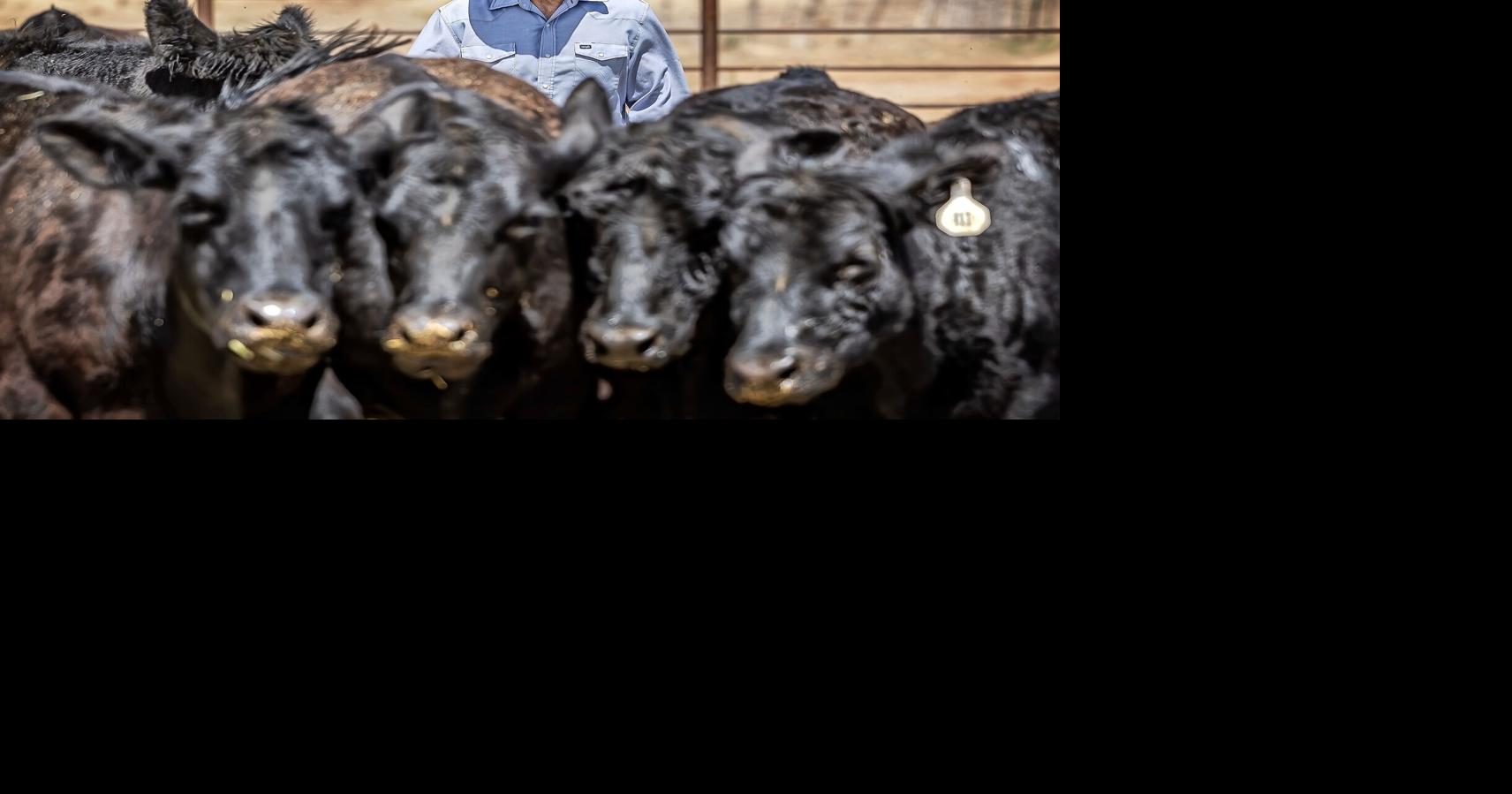 Deadline approaching for livestock veterinarian student loan repayment program