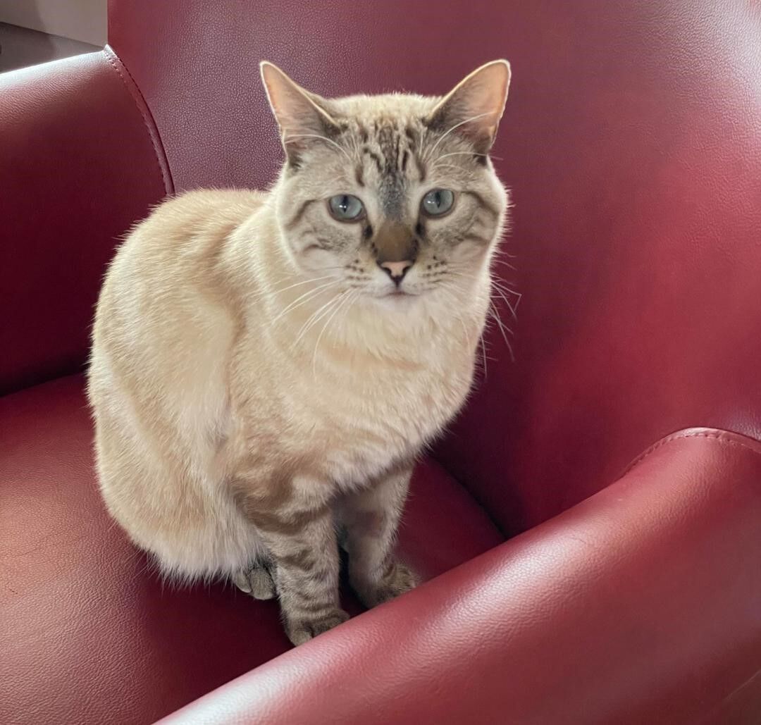 Three-legged cat finds home  Paws  santafenewmexican.com