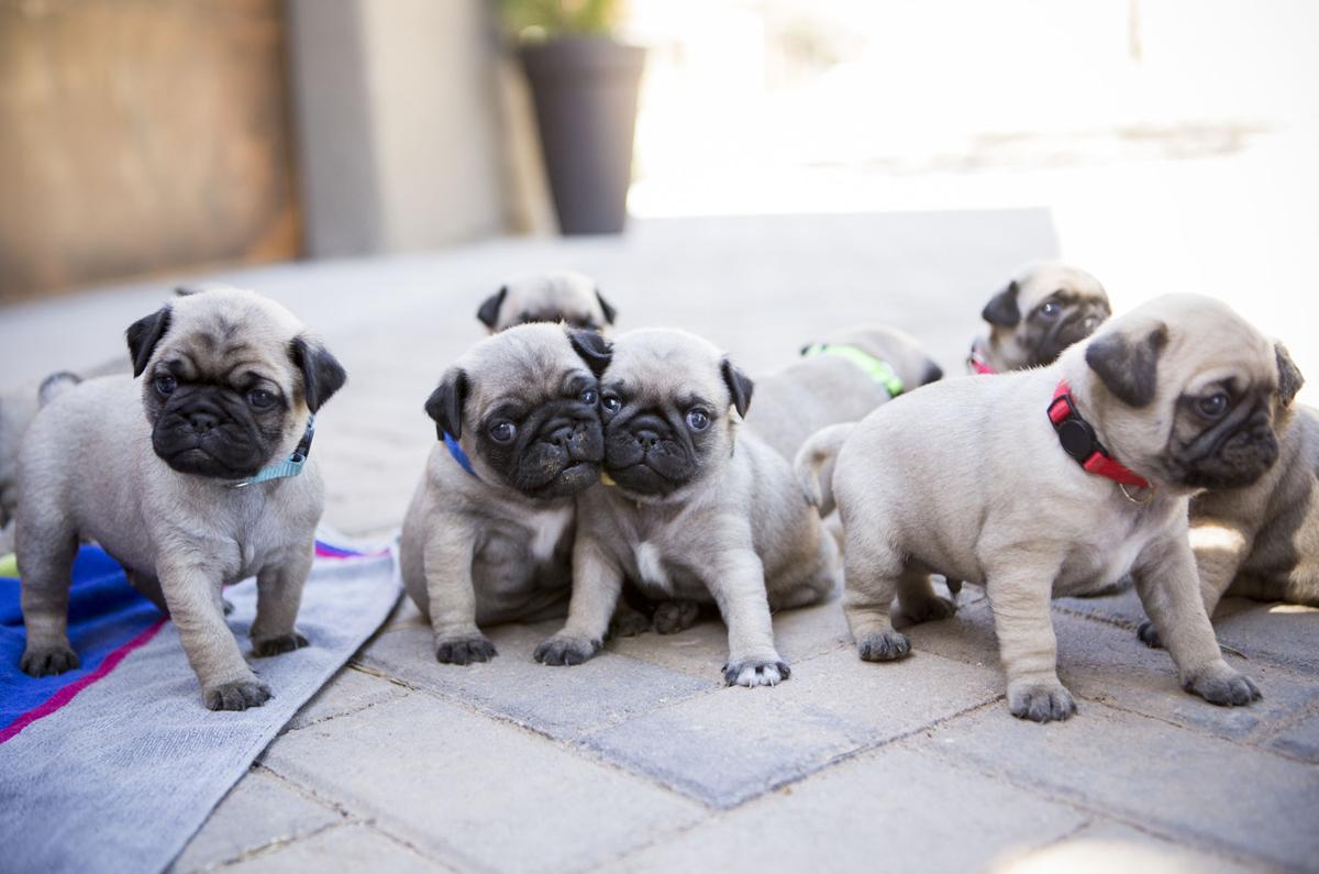 Would Be Santa Fe Pug Breeders Find Large Litter A Handful Local News Santafenewmexican Com