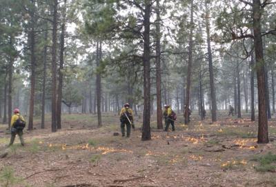 Wrong direction for forest burning policy