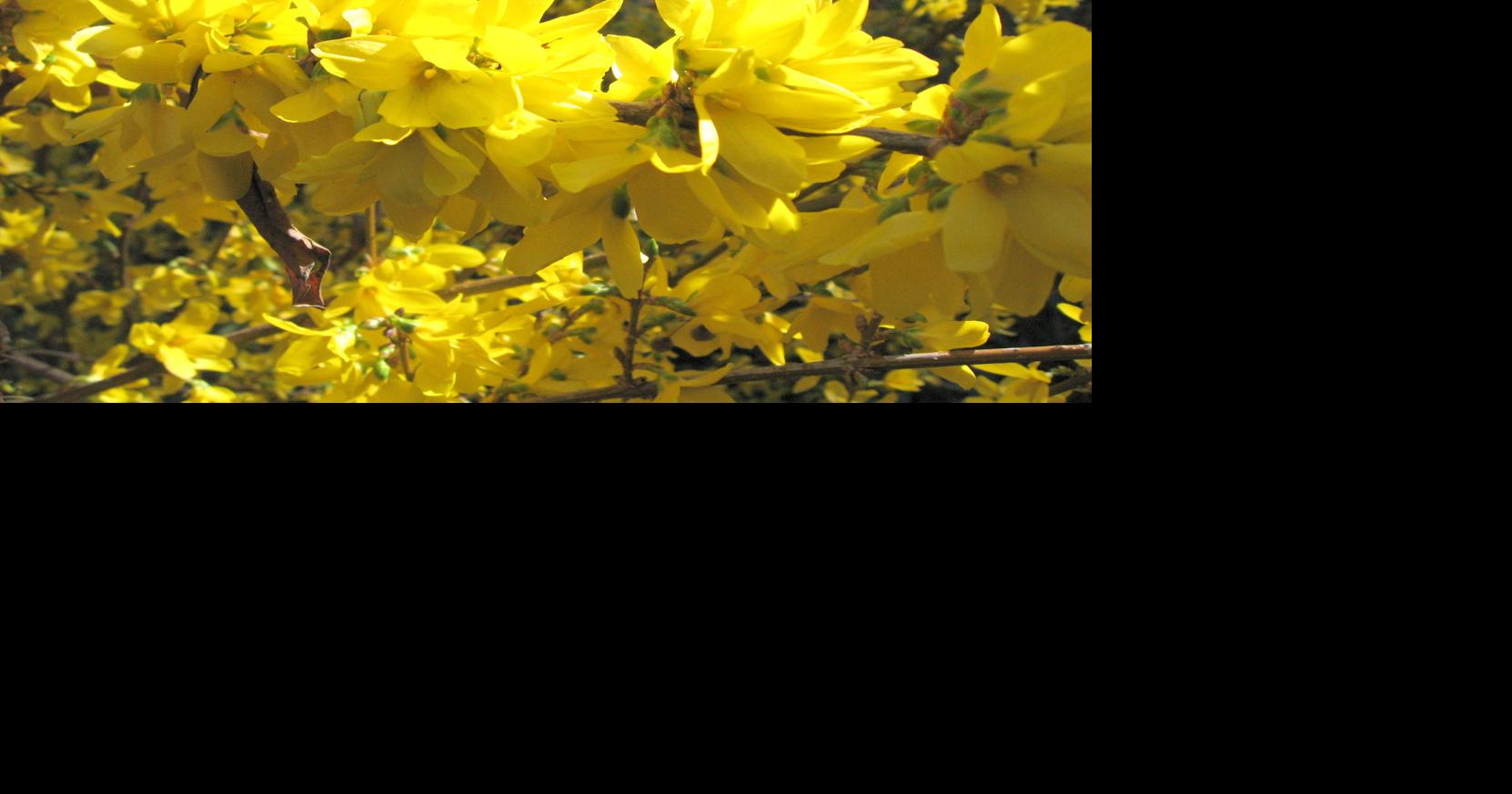Is Golden Bells Or Forsythia Toxic for Cats? 