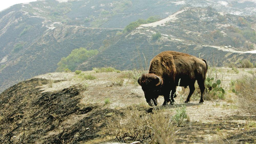 Cactus Buffalo Golf Carts And The Beach Catalina Island