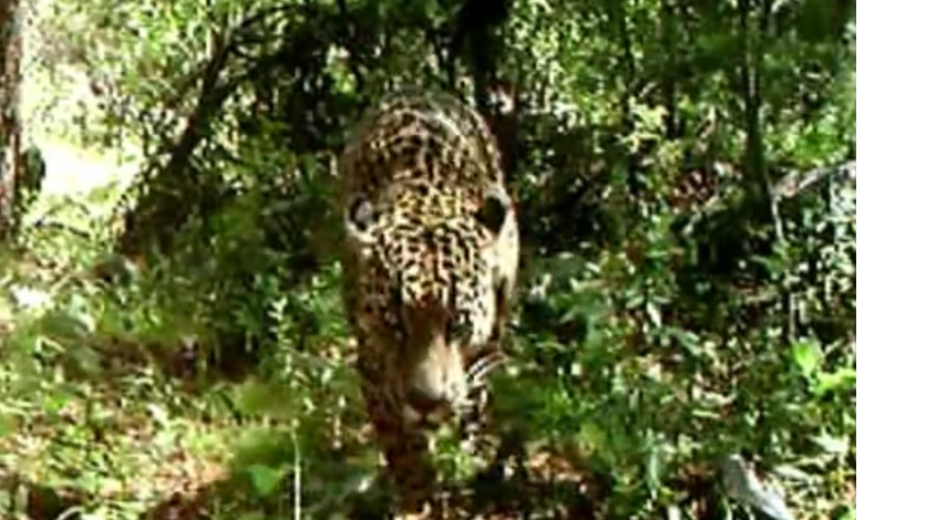 Rare Jaguar Videotaped In Arizona Local News Santafenewmexican Com