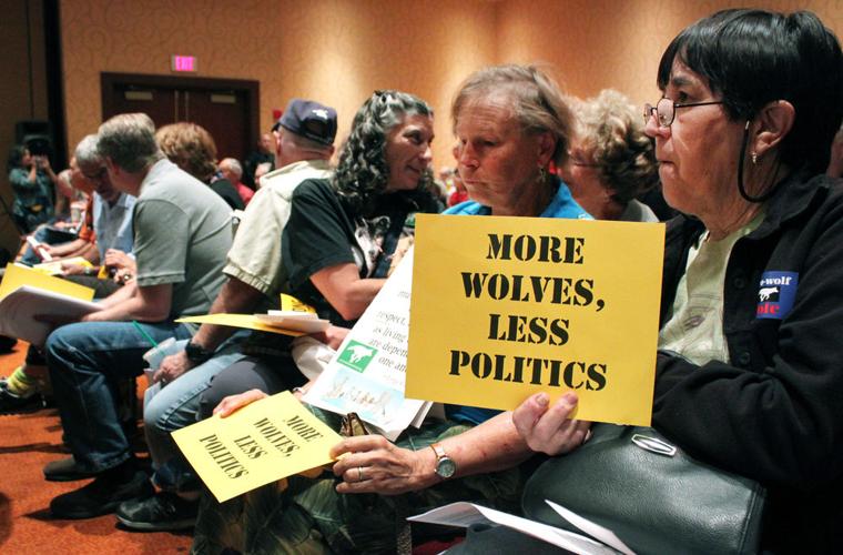 Groups urge feds to release more Mexican wolves