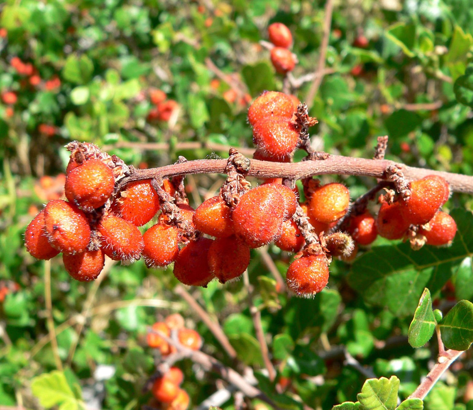 This sumac is an autumn star | Home/Real Estate