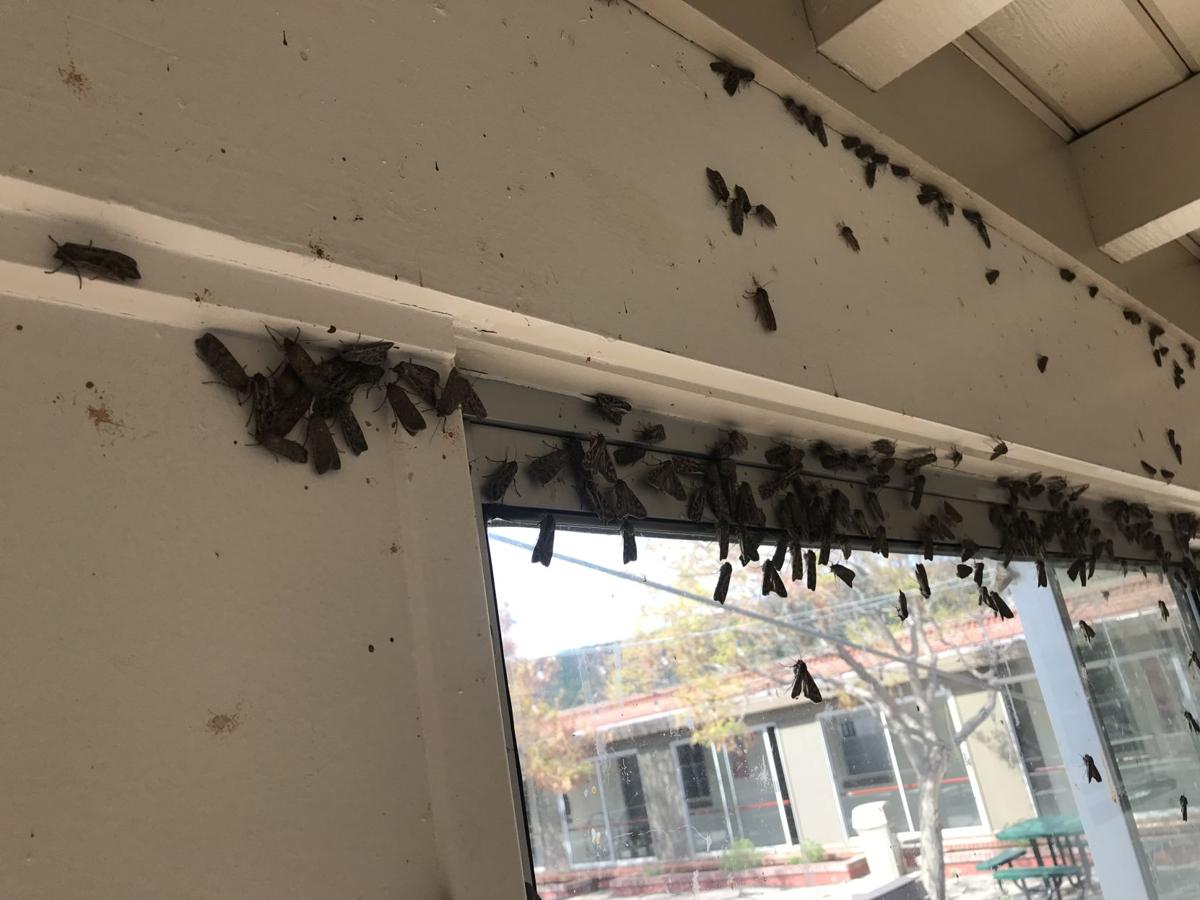How Are Miller Moths Getting Into My House