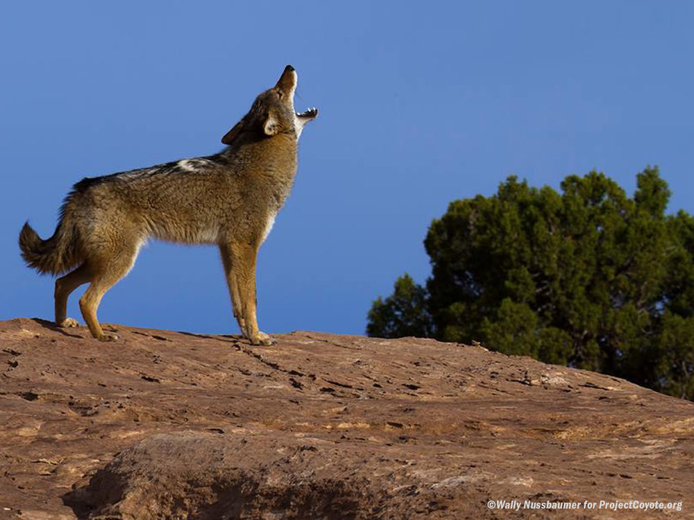 legislation aims to challenge coyote killings Local News