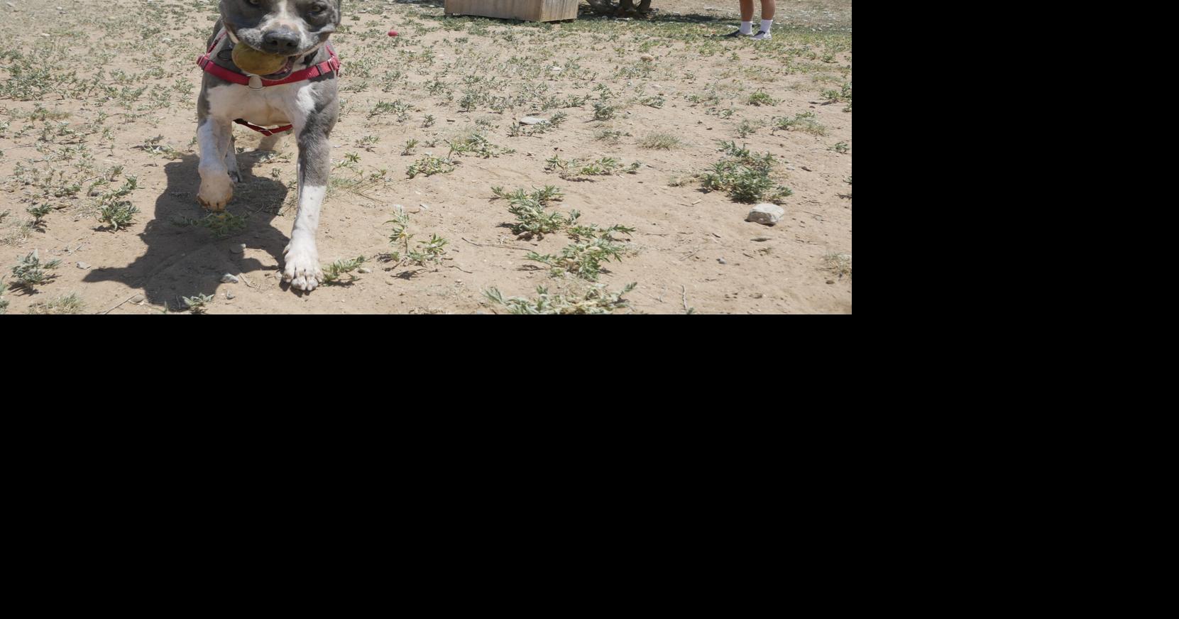 Santa Fe animal shelter closes its adoptions and admissions services ...