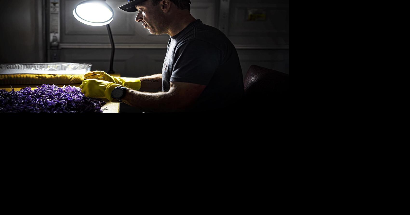 Striking gold? Growers in Northern New Mexico try saffron, world's most expensive spice