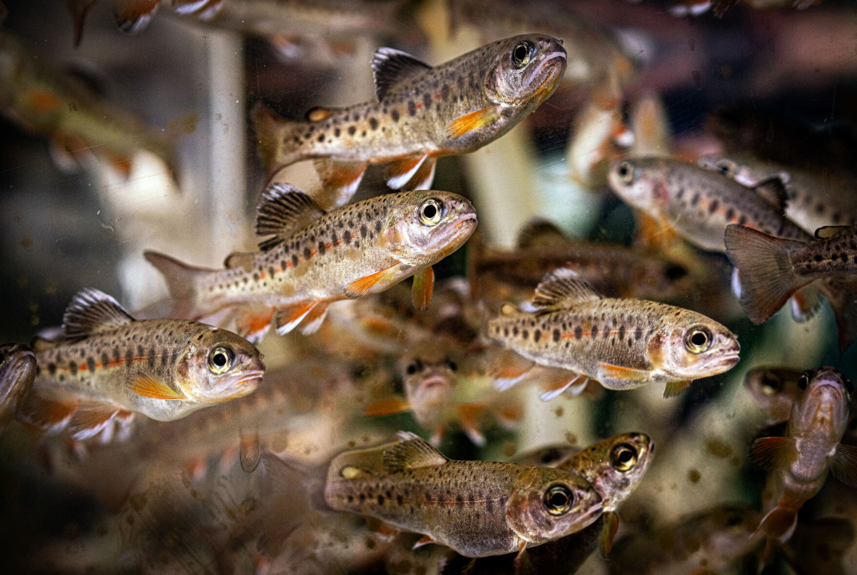 Saturday Fish Earth, Wind and Fire: Celebration Saturday for fish hatchery overhaul ...