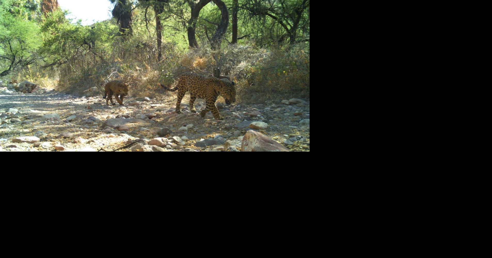 Northern Jaguar Project hopes to bring big cats back to Southwest