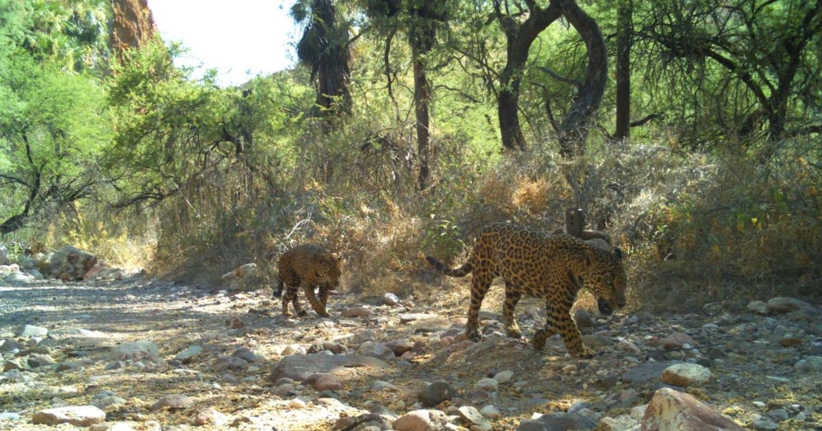 Northern Jaguar Project hopes to bring big cats back to Southwest