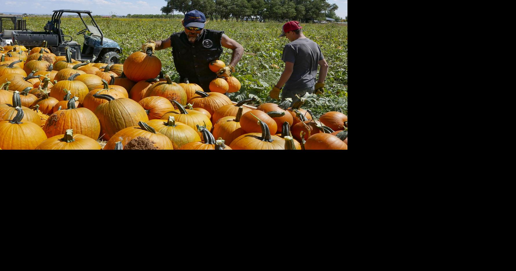 McCall's Pumpkin Patch to open Saturday at 25 capacity Local News