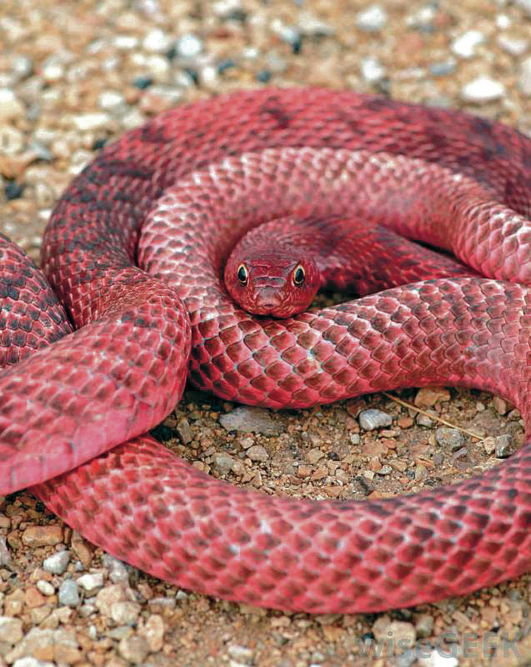 Pink rattlesnake clearance jordans