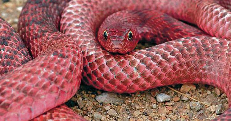 Last Year S Rains Bring Out More Snakes Local News Santafenewmexican Com Last Year S Rains Bring Out More Snakes Local News Santafenewmexican Com