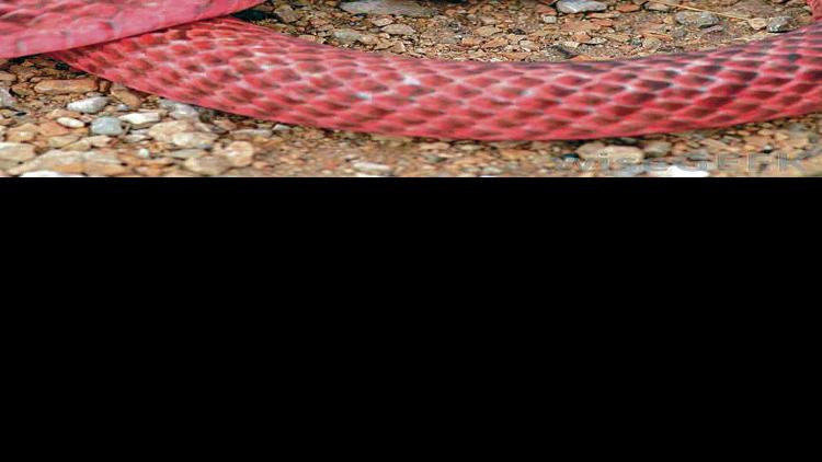 Last Year S Rains Bring Out More Snakes Local News Santafenewmexican Com