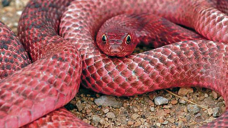 Last Year S Rains Bring Out More Snakes Local News Santafenewmexican Com Last Year S Rains Bring Out More Snakes Local News Santafenewmexican Com