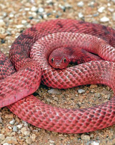 PICS: Multiple snakes 'playing dead' captured from properties