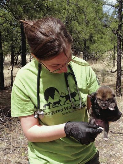 New Mexico seeks to stop feds from releasing wolves