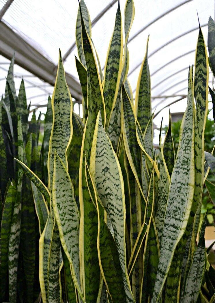 Santa Fe in Bloom Sleep well with a snake plant Real