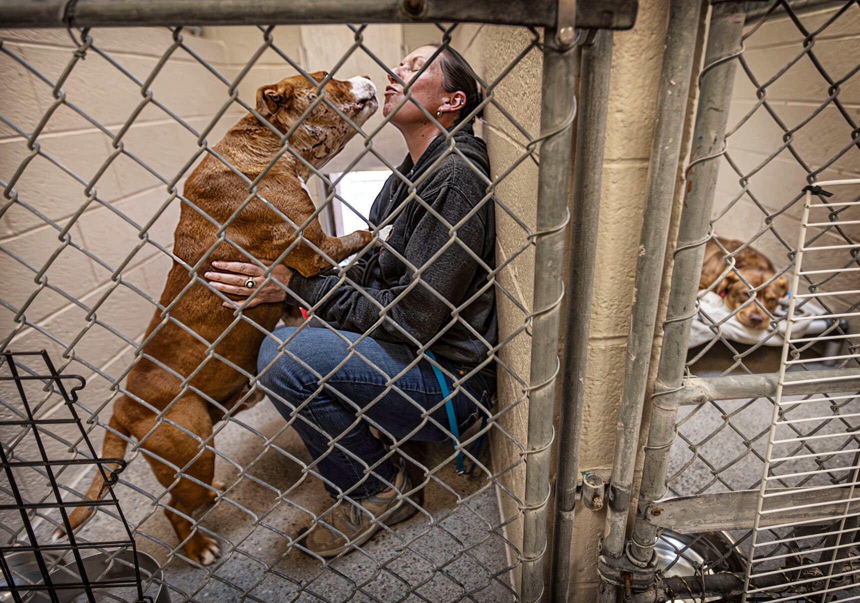 Española Humane swamped by arrival of dogs, puppies Local News