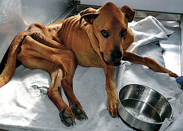 Owners of starving dog charged with animal cruelty Local News