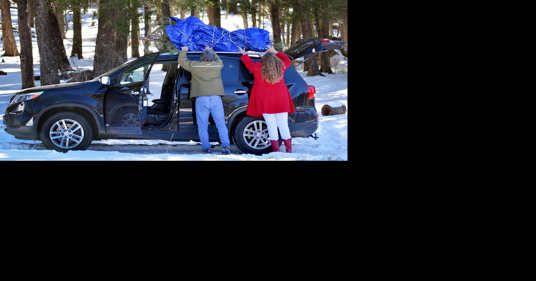 National forests to begin selling Christmas tree permits Local News