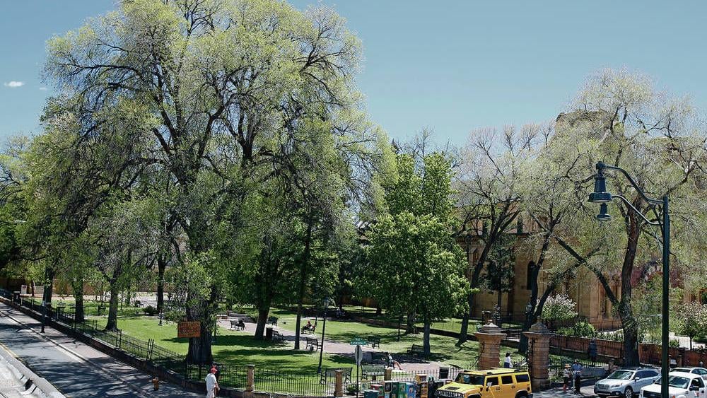 Rethinking The Dreaded Siberian Elm Local News Santafenewmexican Com Rethinking The Dreaded Siberian Elm Local News Santafenewmexican Com