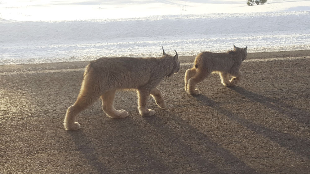 Lynx makes rare appeareance at Colo. ski resort | Local News