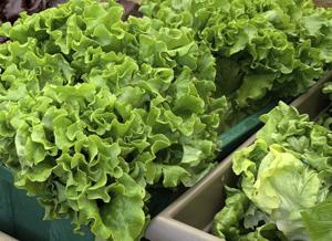 Taylor Farms Recalls Lettuce in 27 States Over Cyclospora Risk: What Consumers Need to Know