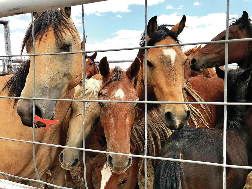 Navajo Nation seeksto corral wild horses