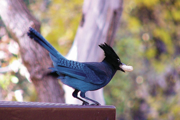 Birds of the Sierra: Steller's Jay