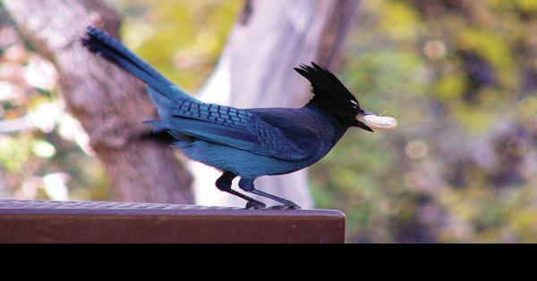 Schiess: Stellar's Jays: smarter than your average bird - East Idaho News