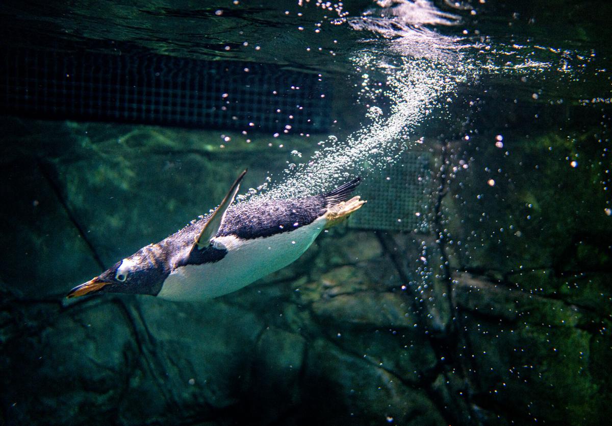 Macaroni Penguin underwater 30/07/2017 - ZooChat, image size:1200x834