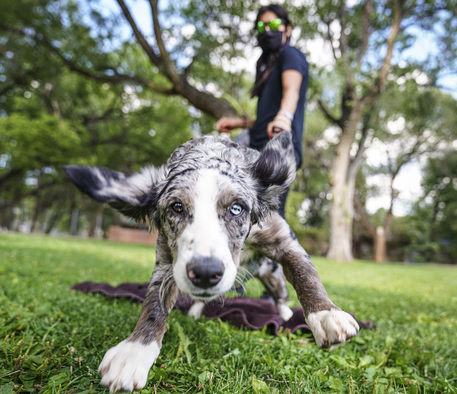 all dogs have their day