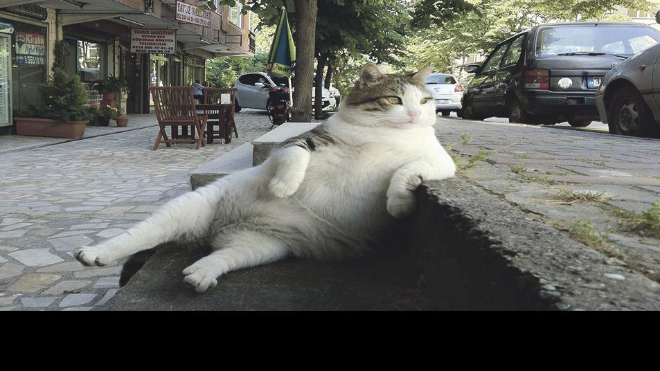 cat people kedi movie reviews