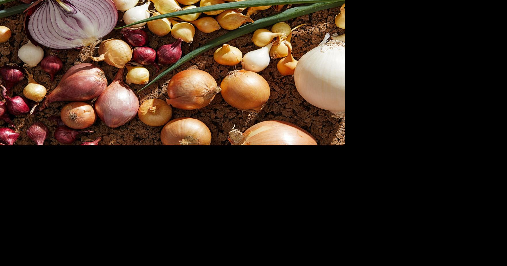 Onions, shallots, scallions and leeks are mostly interchangeable in