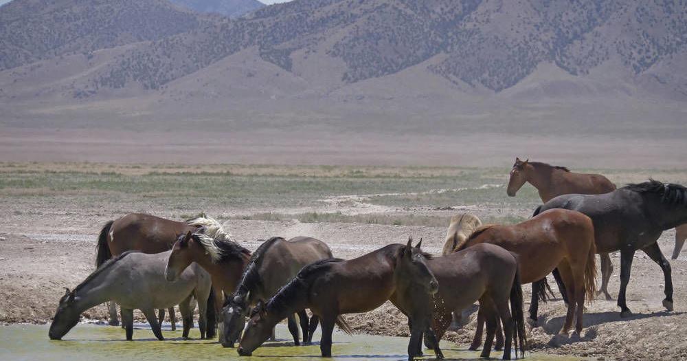 Gesetzgeber in New Mexico erwägen, lokale Regierungen den wilden Mustang verwalten zu lassen | Lokalnachrichten Gesetzgeber in New Mexico erwägen, lokale Regierungen den wilden Mustang verwalten zu lassen | Lokalnachrichten