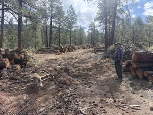 Some Taos County residents object to aggressive tree thinning