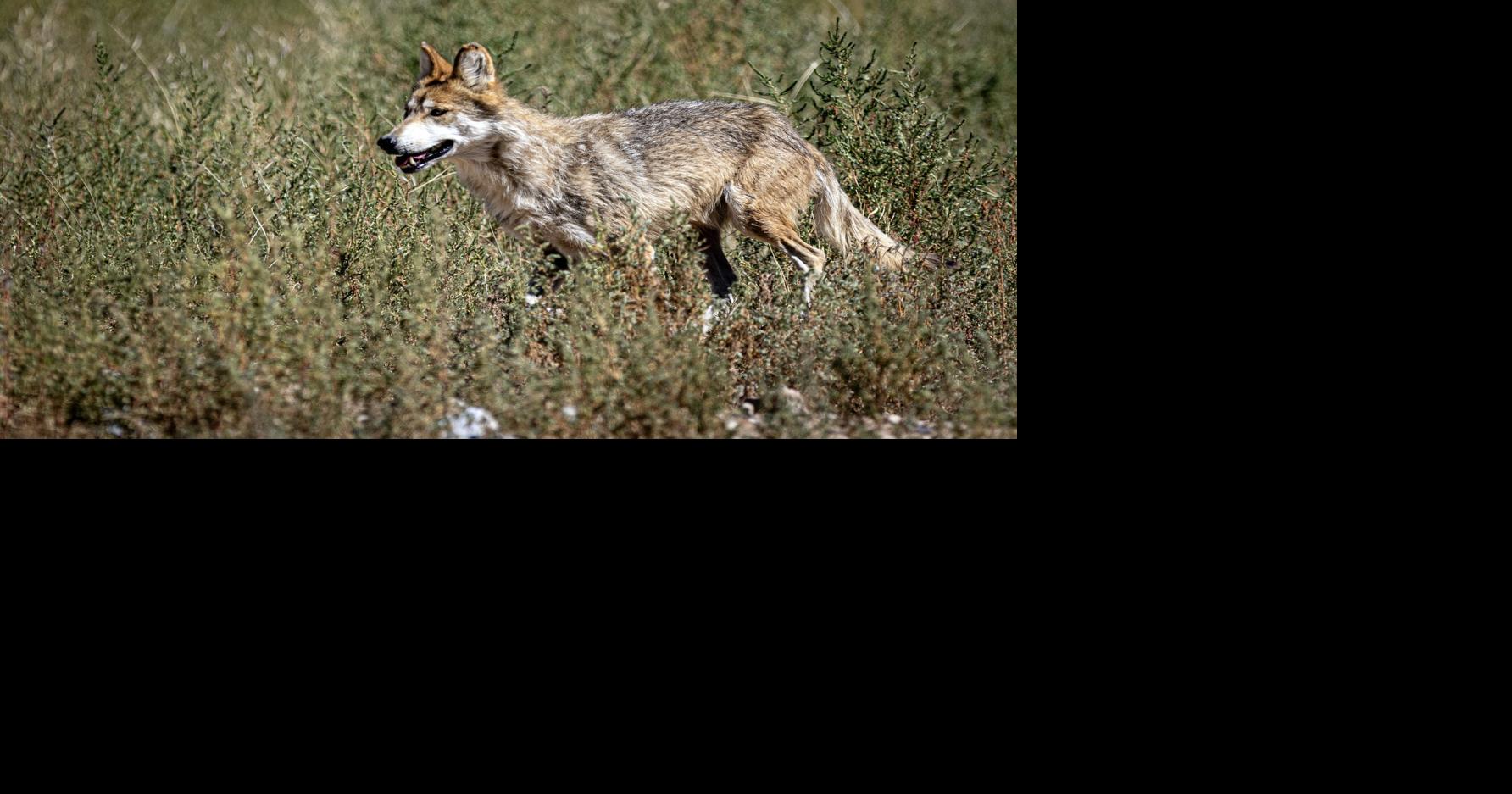 Trump pleases ranchers, worries conservationists with wolf protection review