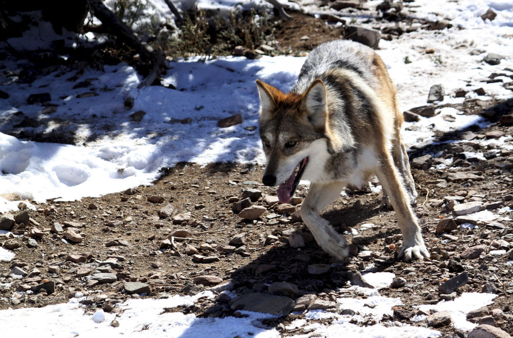 New Mexico argues in court for more say over management of endangered wolf Family